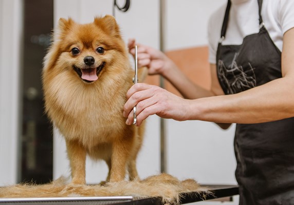 Full Dog Groom