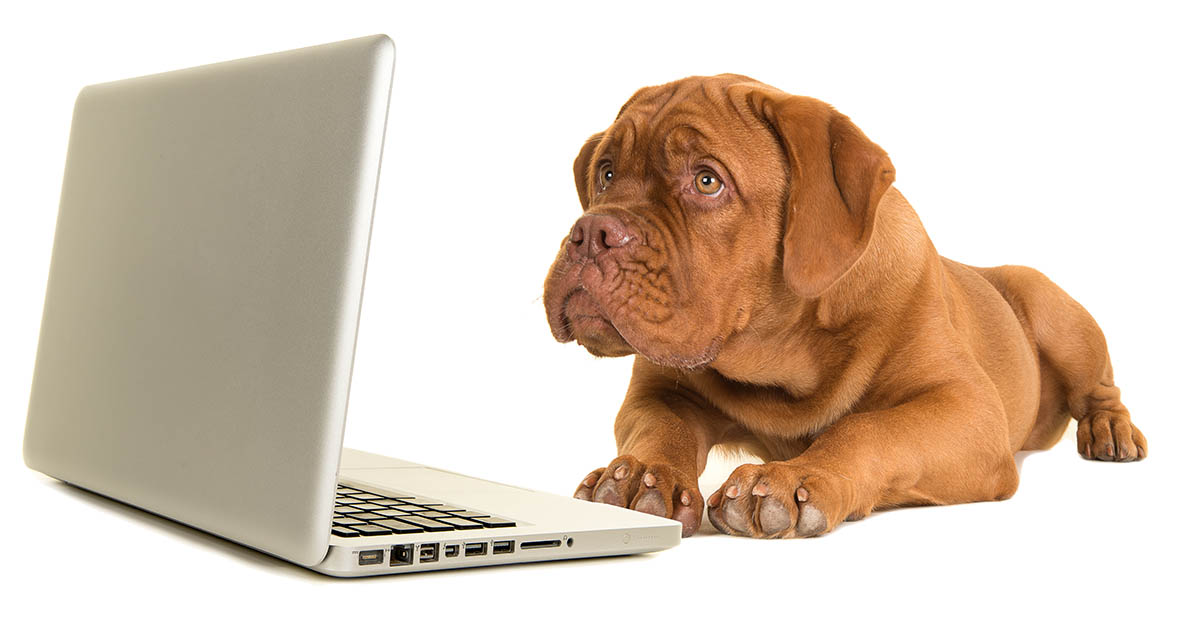 Bordeaux dog reading k9 Hairdooz emails